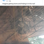 Cöcö K